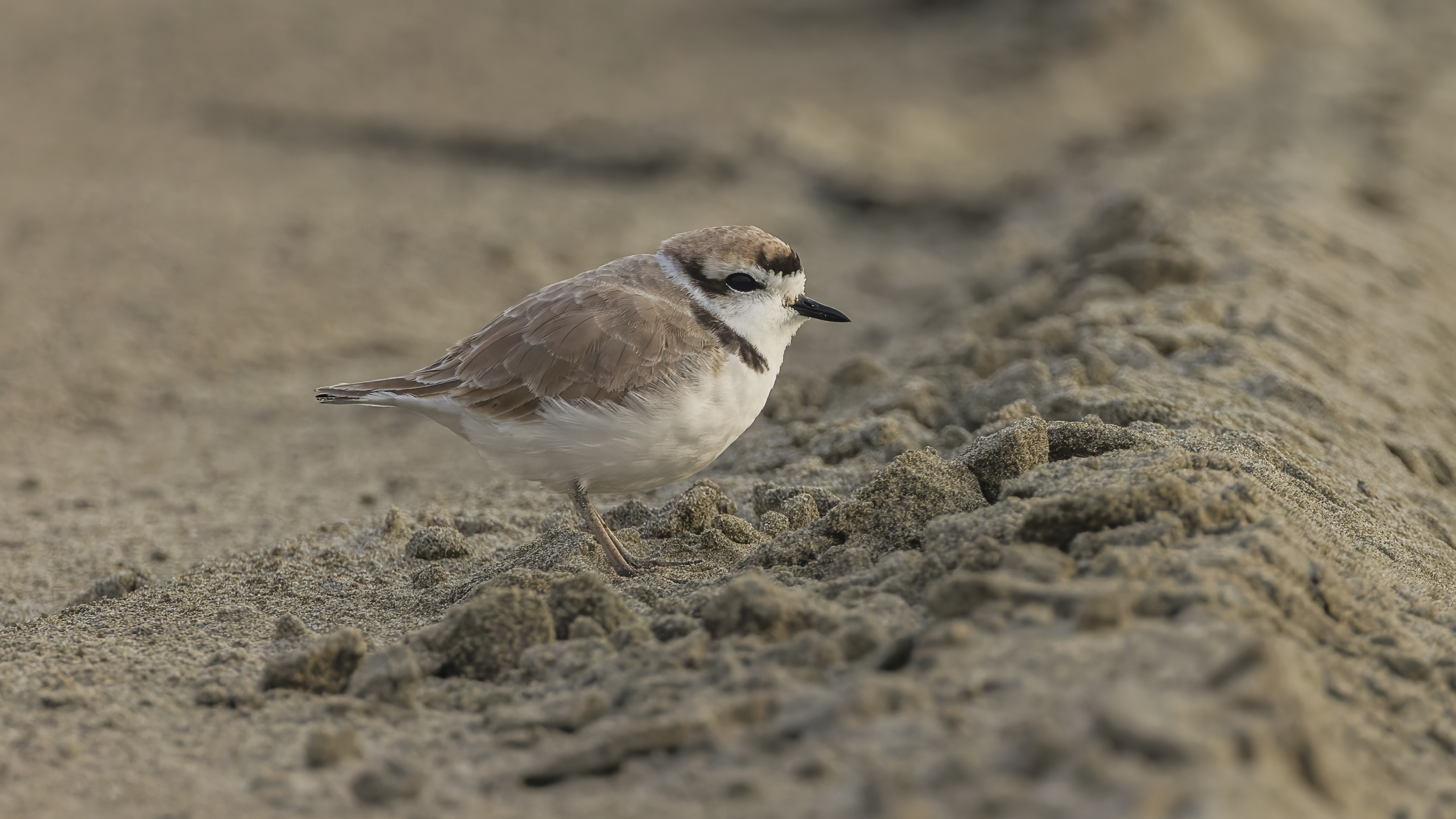 Snowy Plover